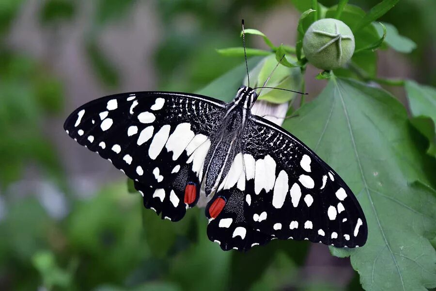 Бабочка боярышница. Бабочка черная. Черные японские бабочки. Черная бабочка Франция. Бабочка черный рынок