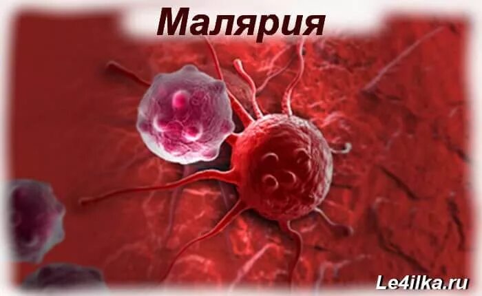 Тяжелое течение малярии возбудитель. Малярийный плазмодий болезнь. Малярия симптомы возбудитель. Малярийный плазмодий это вирус. Малярийный плазмодий трансмиссивная болезнь.