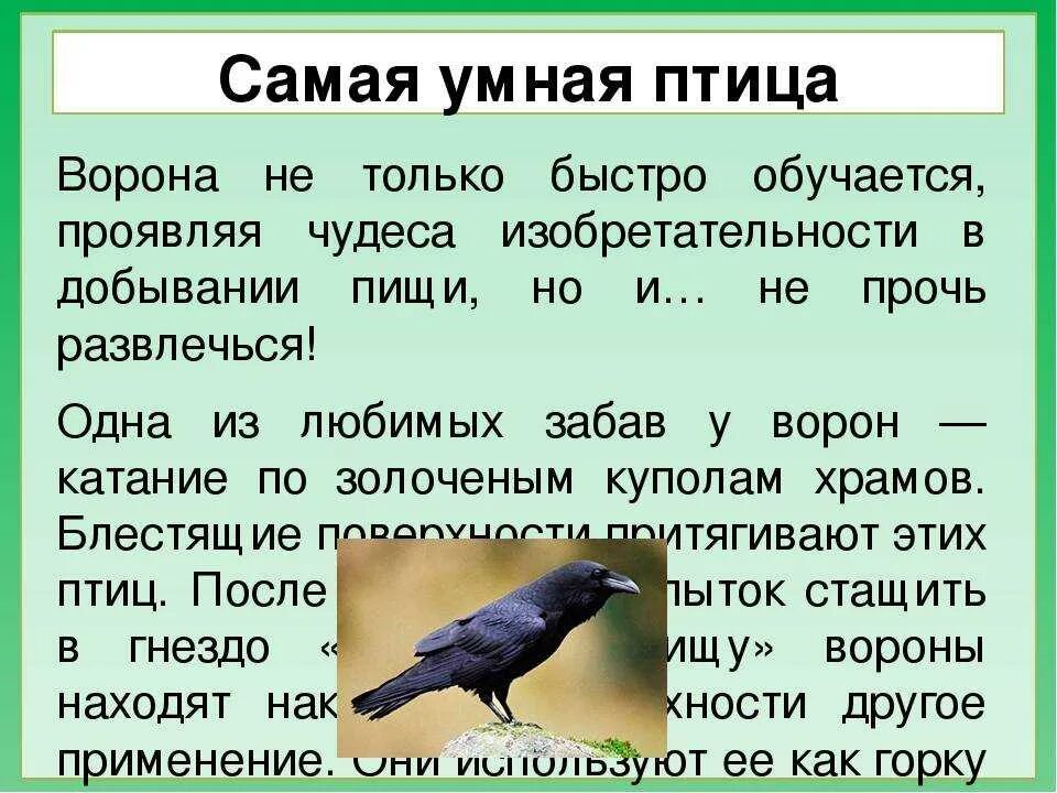 Птица ворон текст. Интересные факты о вороне. интересные факты о воронах. интересные факты о ворорне. ворон интересные факты.