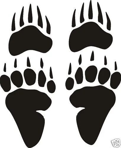 Bear track