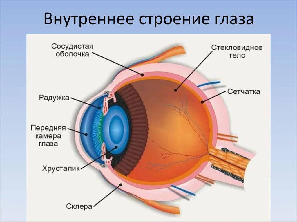 строение глаза сетчатка роговица хрусталик. возрастная гиперметропия. толщина хрусталика. хрусталик режим работы. анатомическое строение глаза человека.