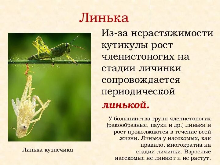 Линька членистоногих. Линька насекомых. Линька членистоногих кратко. Личинка кузнечика.