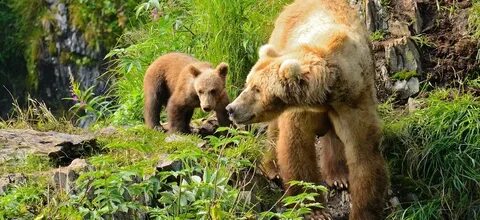 Bear with us