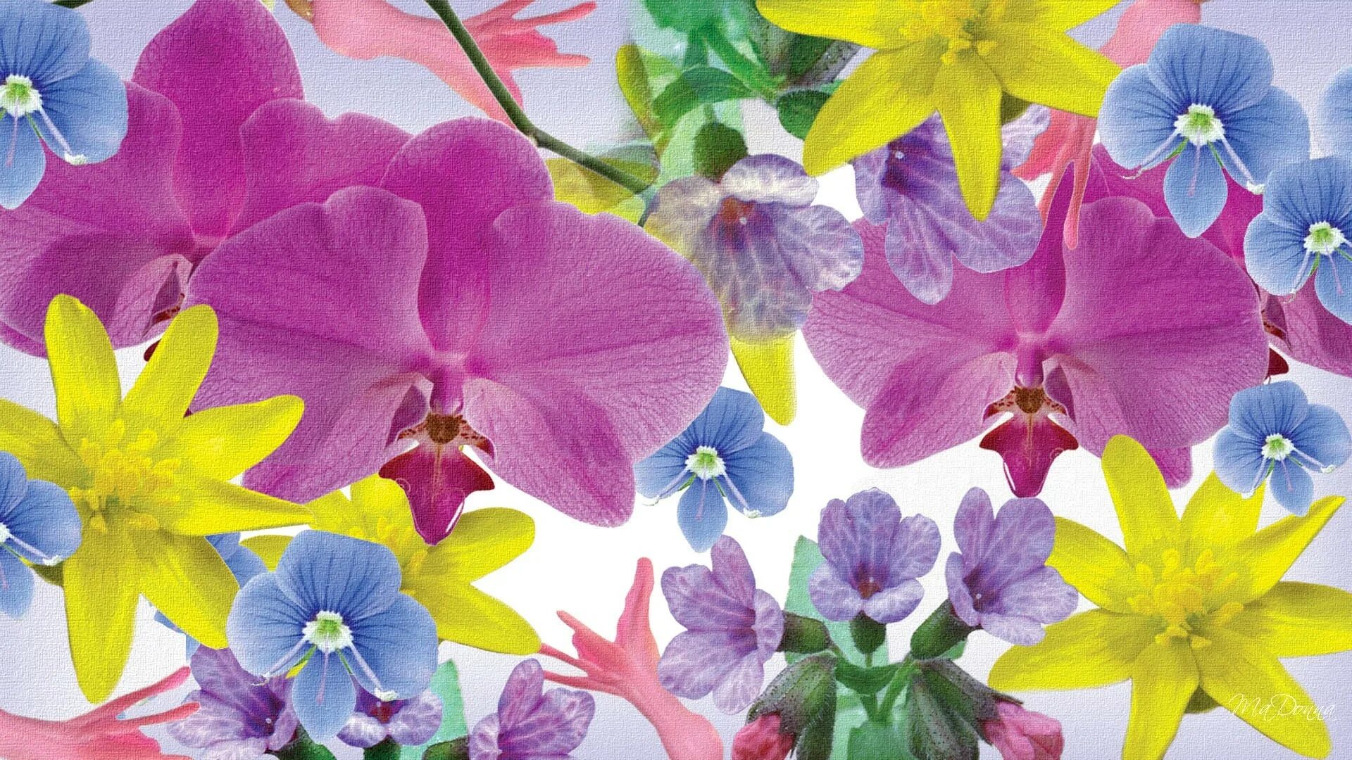 Разноцветная яркая Орхидея. Цветы маленькие разноцветные. Красивые картинки с цветами для фона. Яркие цветы фон. Май ярких цветов