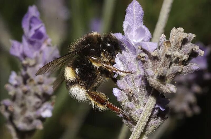 Bombus lucorum. Гнездо шмеля. Интересные факты о шмелях. Шмелиное гнездо.