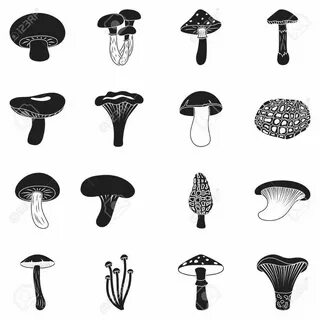 Collecting mushrooms