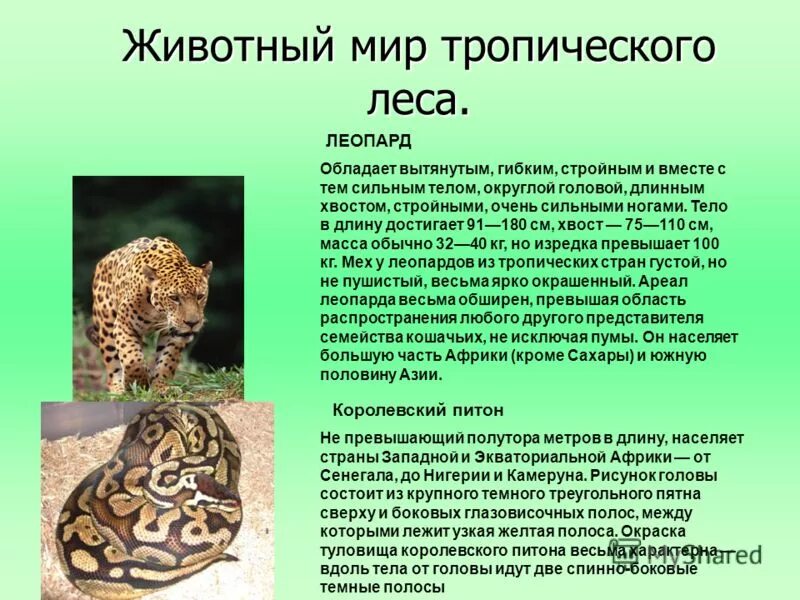 Сообщение о животных тропического леса 1 класс. Информация о животных тропических лесов. сообщение о животных тропических лесов. сообщение на тему тропические животные. сообщение о животных в тропиках.