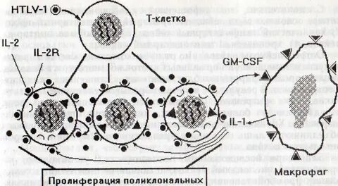 Т клеточный вирус
