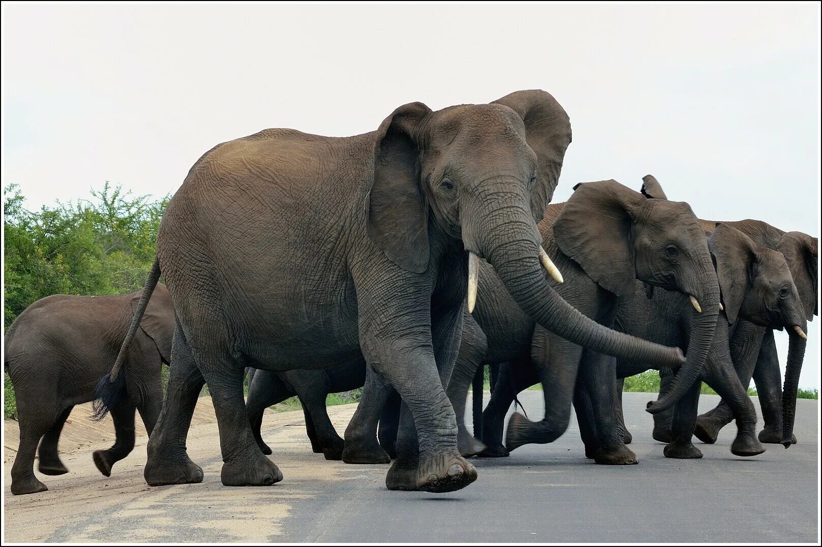 Тигр лев жираф слон. Бегемот носорог слон горилла. Тигр носорог слон Бегемот. Африка слоны гиппопотамы. Жирафы и слоны.