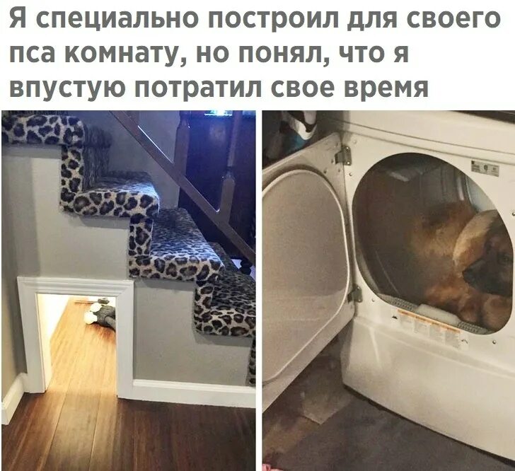 Собака боится лестницу. Место для собаки под лестницей. собака боится грозы. страшная собака на лестнице. почему собаки боятся грома.