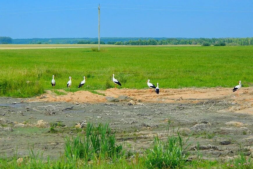 погода в кожановке брянская область