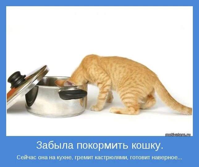 ну накорми ее. проходи мимо. накорми кота прикол. я беленький пушистенький котенок слова. ну накорми ее.