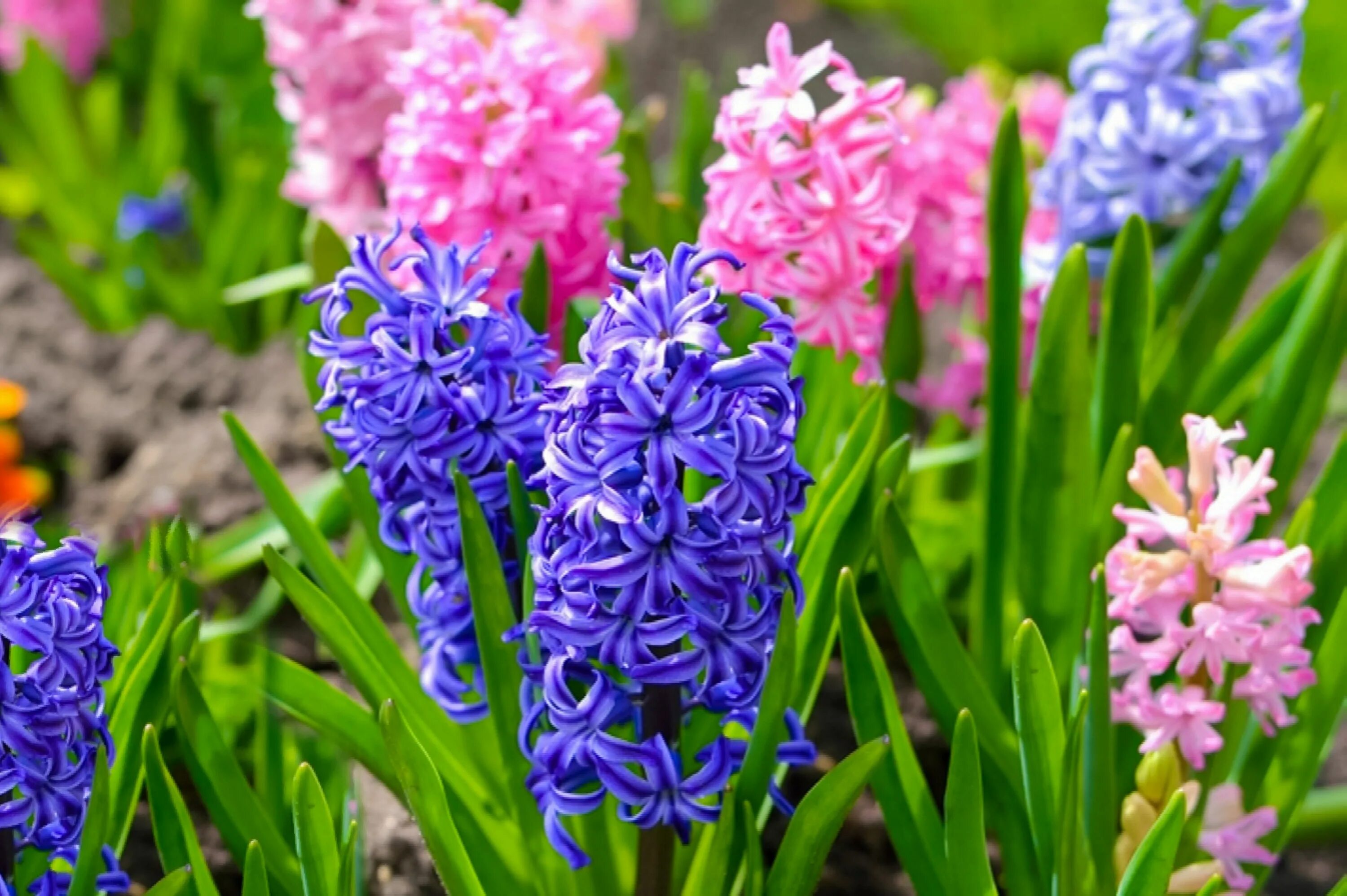 Hyacinthus orientalis. Гиацинт цветок. Гиацинт Росток. Весенние цветы луковичные гиацинт. Гиацинд