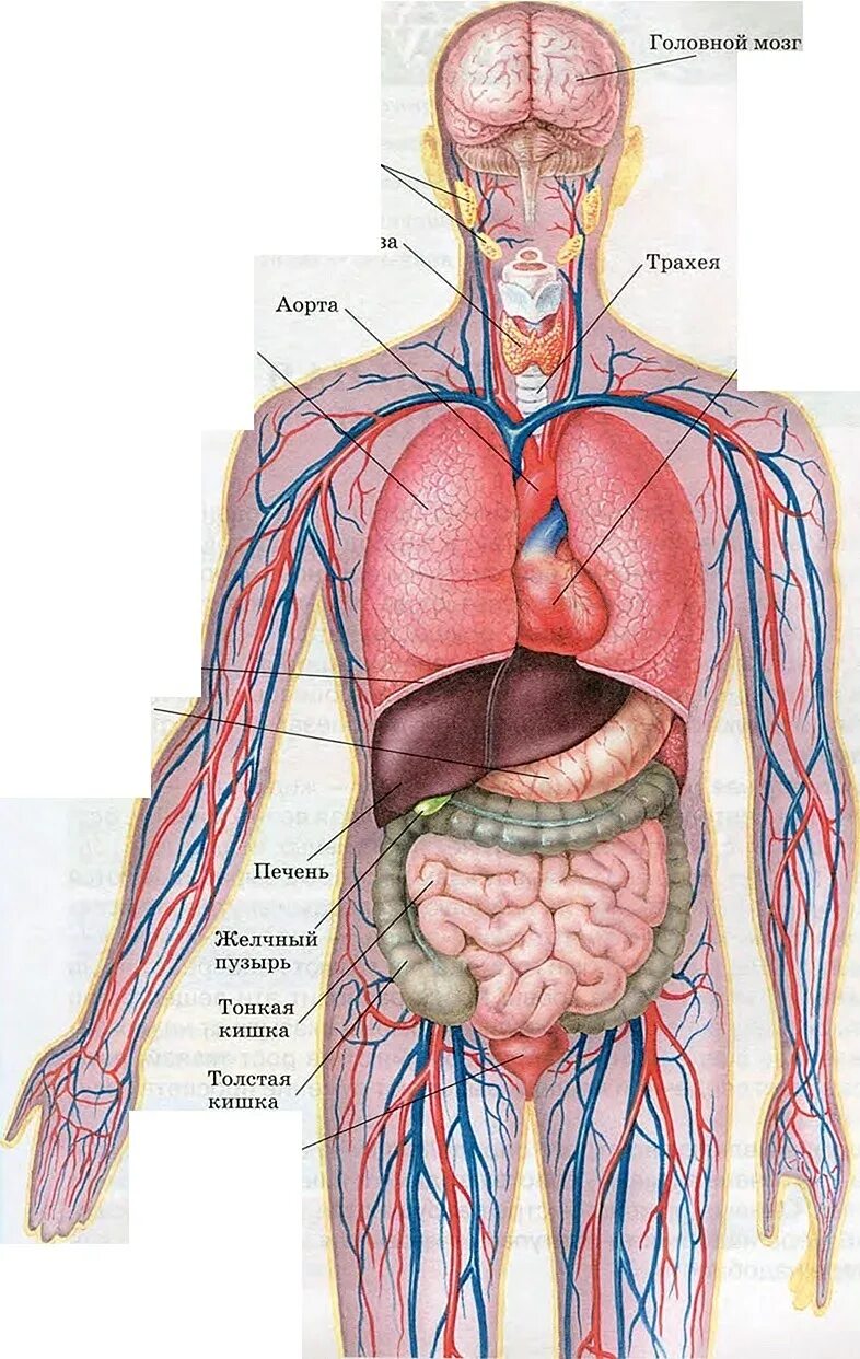 Вид внутренних органов. Строение организма человека внутренние органы. Строение туловища человека анатомия. Анатомия человека внутренние органы мужчины. Внутренности человека анатомия расположение.