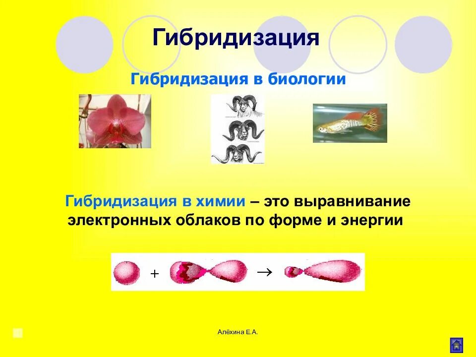 Суть метода гибридизации. Гибридизация в химии. Гибридизация биология. Виды гибридизации в биологии. Процесс гибридизации биология.