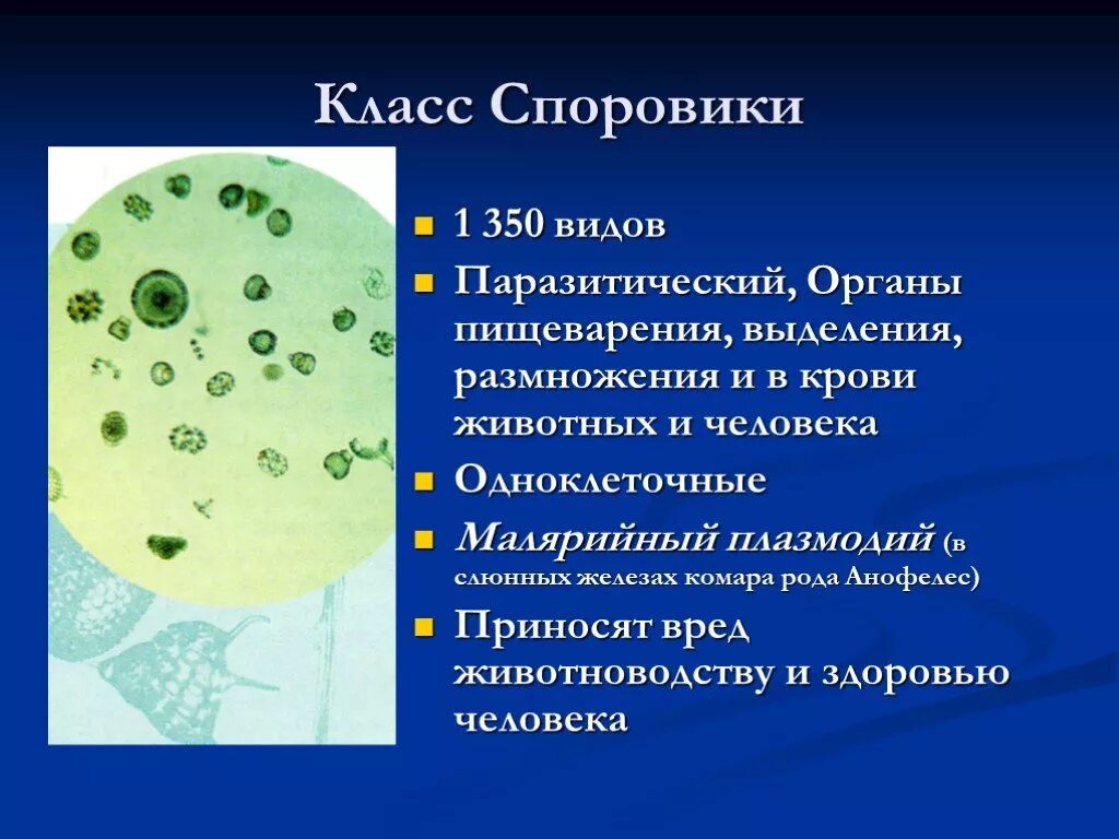 Среда обитания споровиков. Тип споровики 7 класс биология. Среда обитания споровиков. Среда обитания споровиков. Класс споровики.