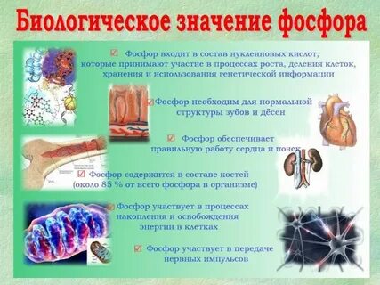 Фосфор содержится в тканях живых организмов