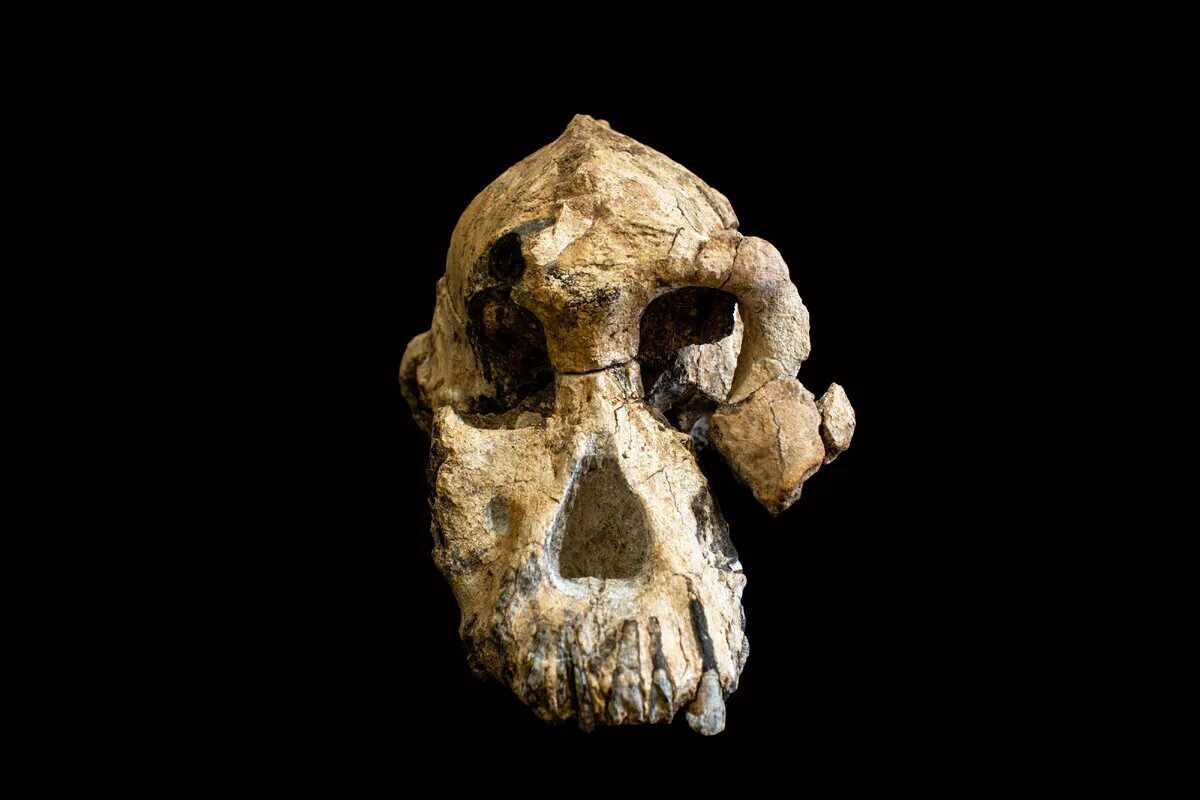 3 тысячи лет жила. Австралопитек анамский Australopithecus anamensis. Анамский австралопитек череп. Австралопитек афарский череп. Череп Люси австралопитек.