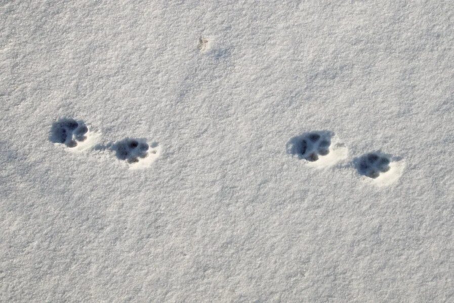 Следы собаки на снегу рисунок фото GoodPrints.ru