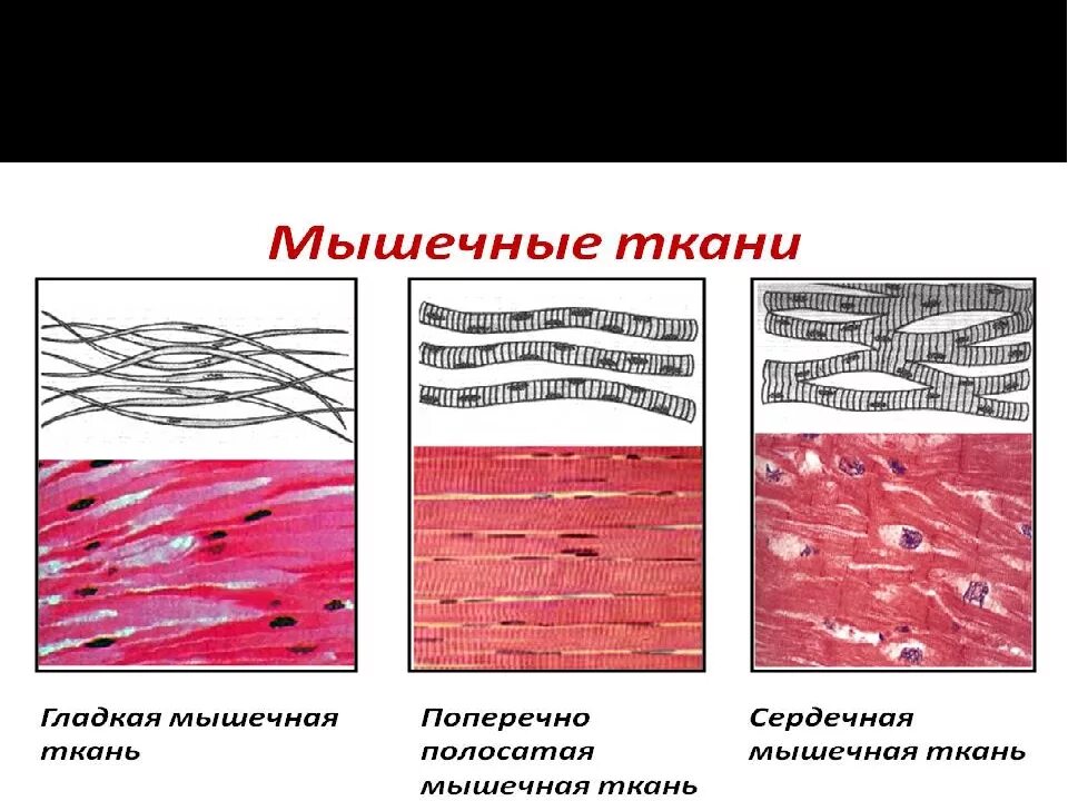 Особенности строения мышечной ткани ответ. Поперечно Скелетная мышечная ткань. Строение гладкой мышечной ткани рисунок. Схема строения гладкой мышечной ткани. Гладкая мышечная ткань анатомия.