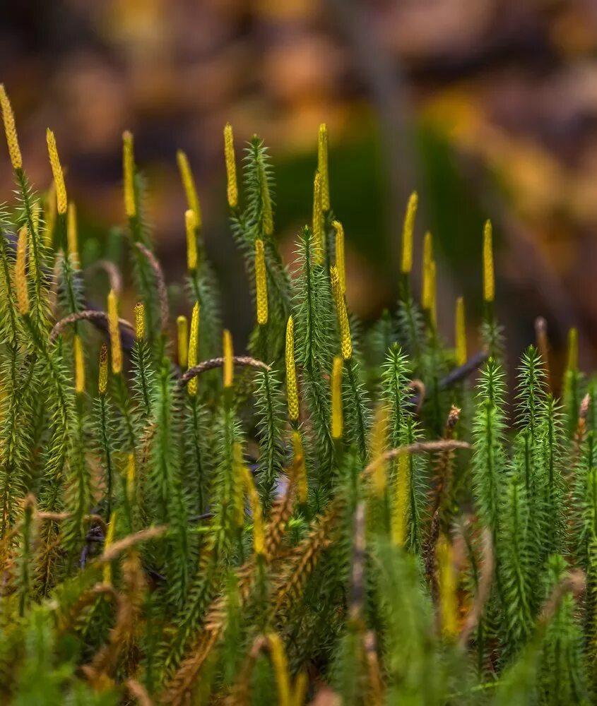 Фотографии плаунов. Плауновидные Плауновидные. Плауновидные (Lycopodiophyta). Плаун булавовидный, хвощи. Плаун булавовидный Плауновидные.