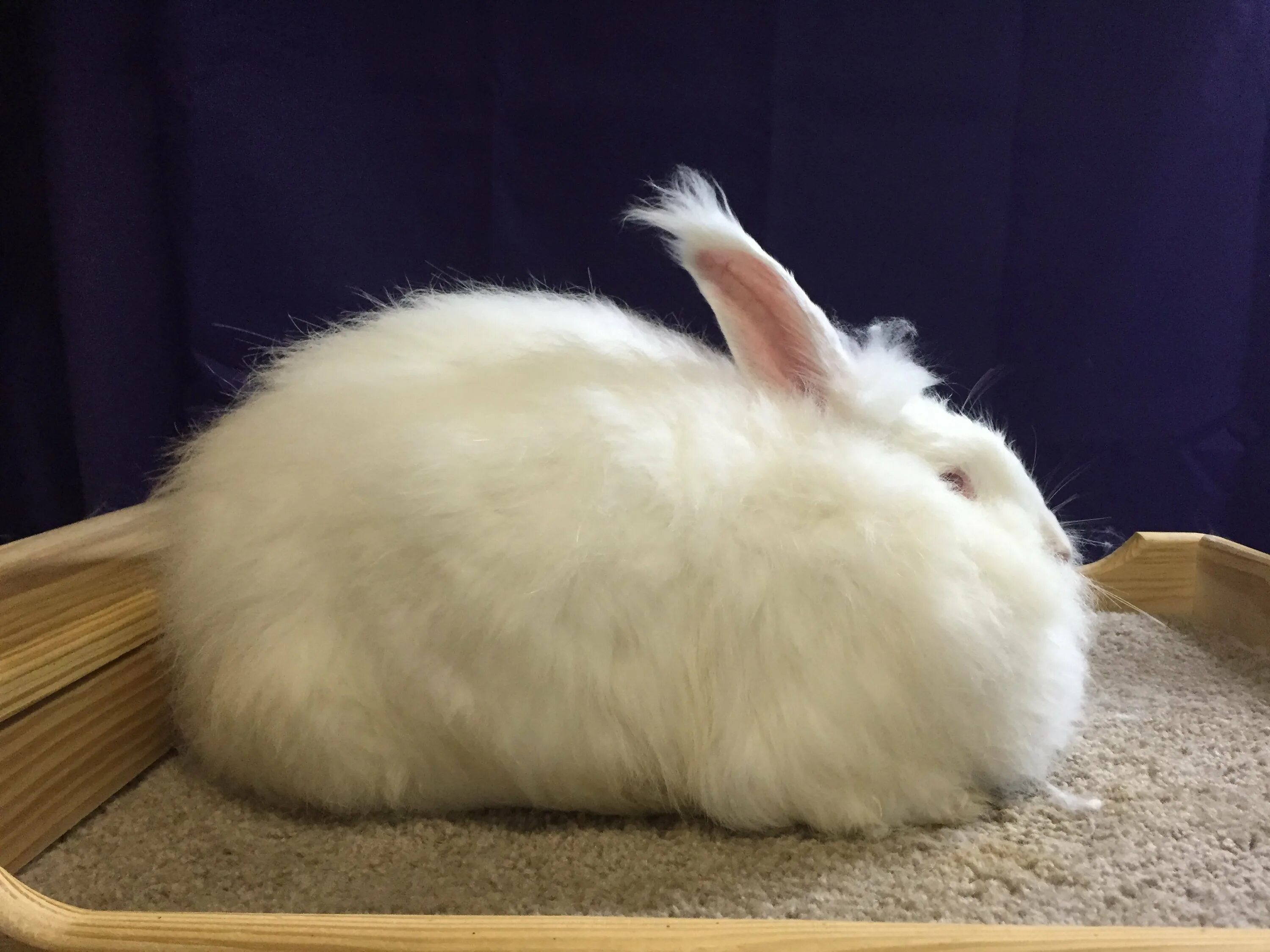 Шерсть ангорского кролика. Французский ангорский кролик. Ангорская пуховая порода кроликов. Белый ангорский кролик.