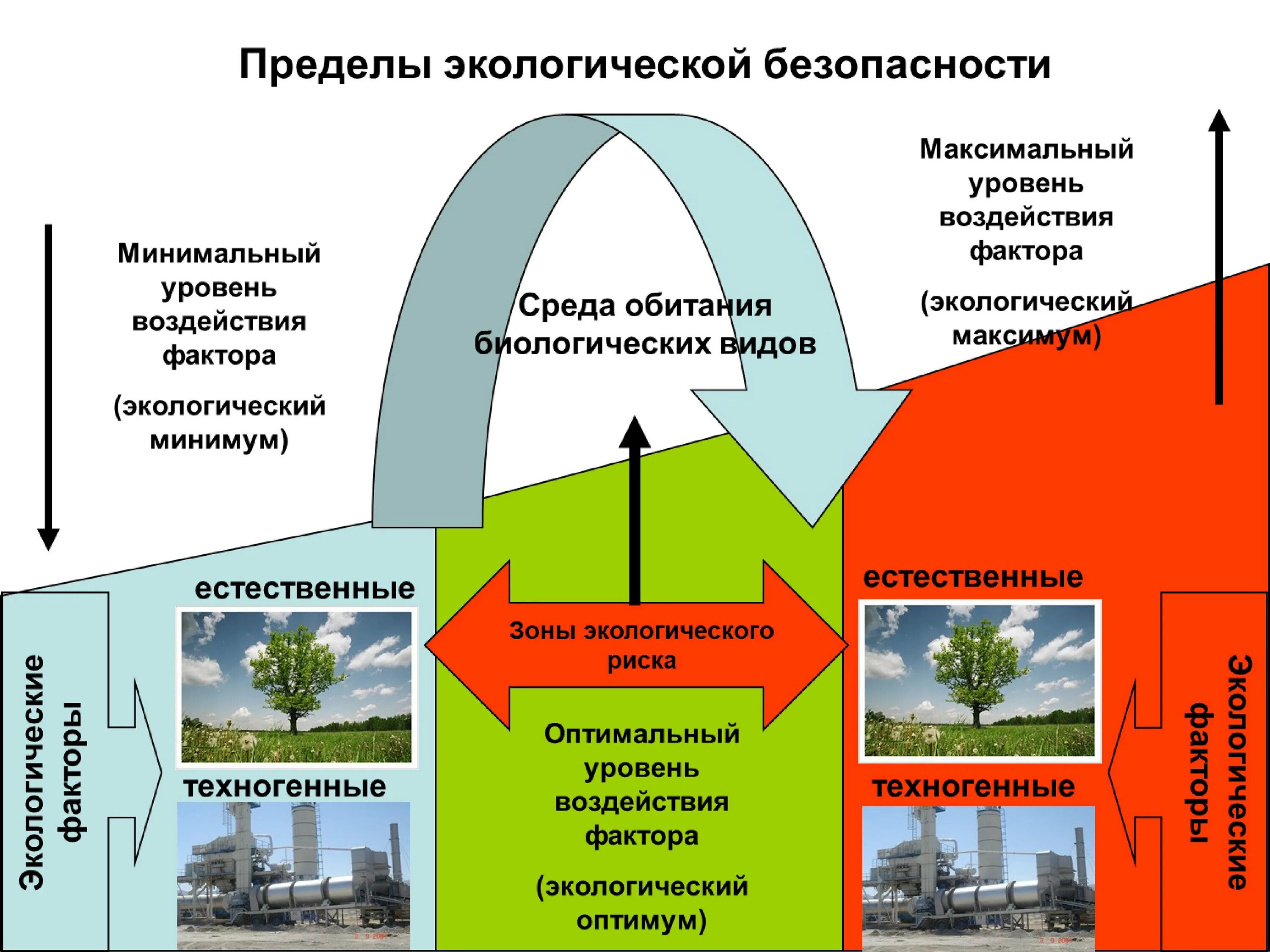Деревья устойчивые к загрязнению воздуха