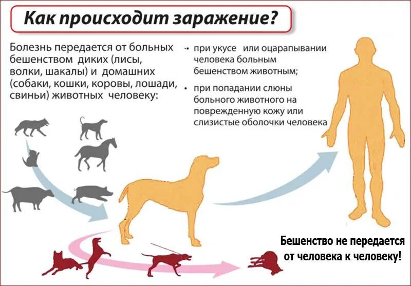 Опасен ли собака для человека