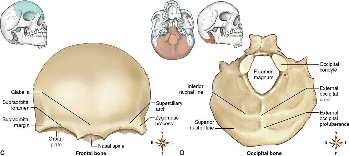 Лобная теменная затылочная кость. Лобная кость черепа анатомия. Анатомия лобной кости черепа. Foramen parietale анатомия. Tuber parietale анатомия.