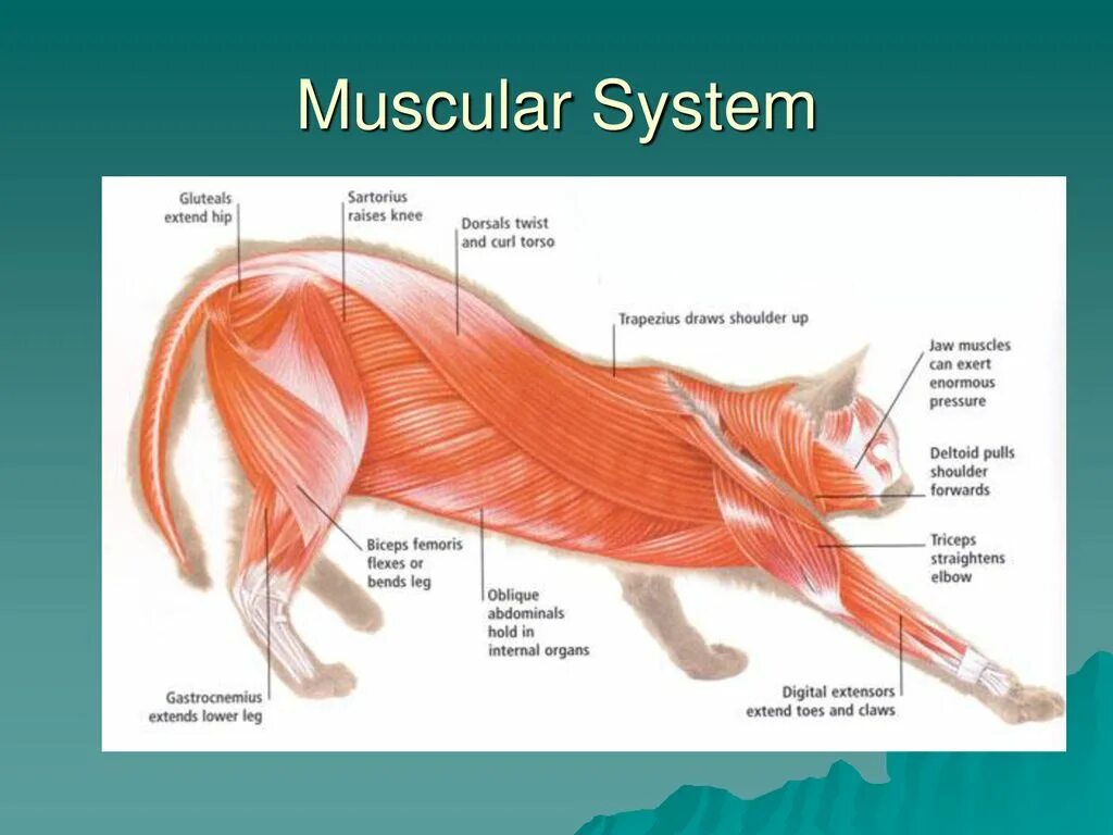 Мышечная система млекопитающих. Мышечная система кошки. Особенности мышц млекопитающих. Мышцы кошки анатомия. Наличие диафрагмы у млекопитающих