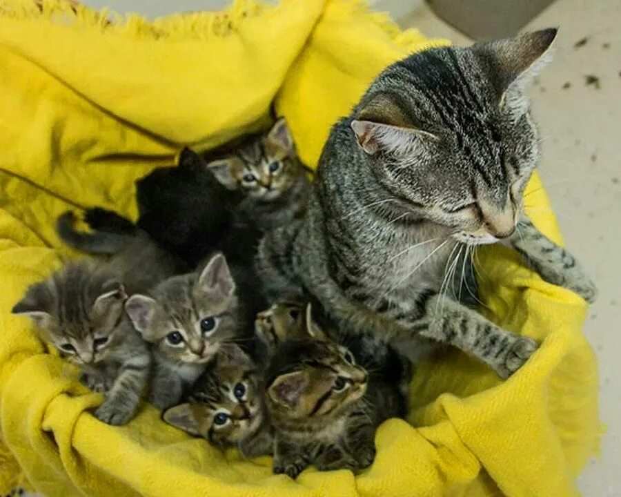 Маленькие котята с мамой. Мама кошка и котенок. Кошки маленькие. Кошки маленькие с мамой. 1 кошка и 5 котят