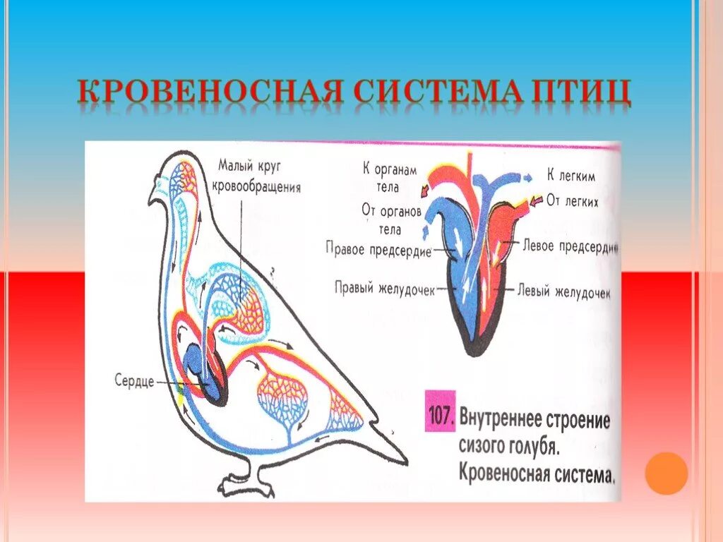 Строение сердца и кровеносной системы птиц. Строение кровеносной системы птиц. Кровеносная система птиц схема. Схема кровеносной системы птицы биология 7 класс. Процесс кровообращения птиц