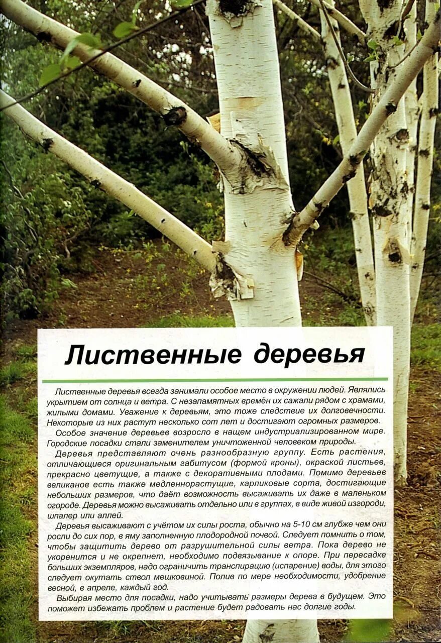 Дерево значений. Стволы лиственных деревьев. Лиственные деревья Крыма. Лиственные деревья рассказ.