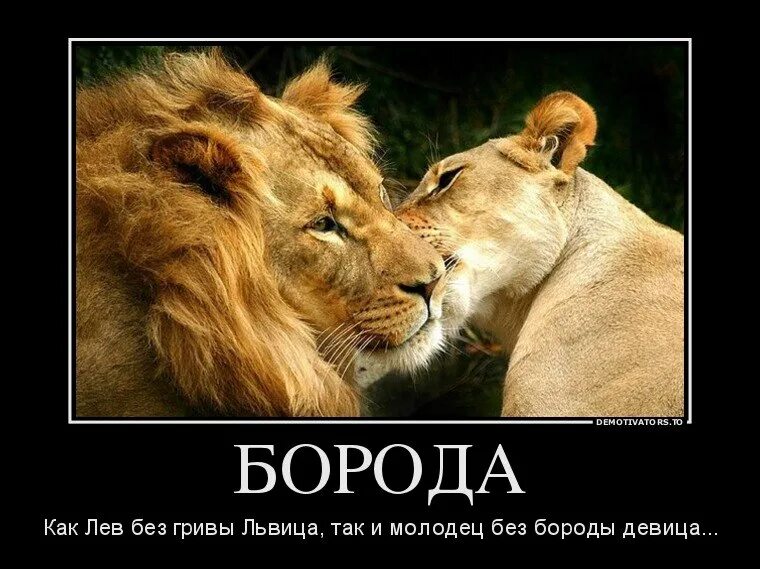 Лев как общаться. Лев как общаться