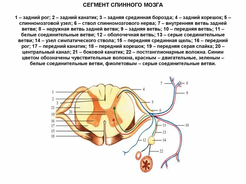 Двигательный передние рога спинного мозга. Схема строения спинномозгового нерва. Схема спинномозгового нерва анатомия. Спинной мозг строение сегмента спинного мозга. Строение спинного нерва.