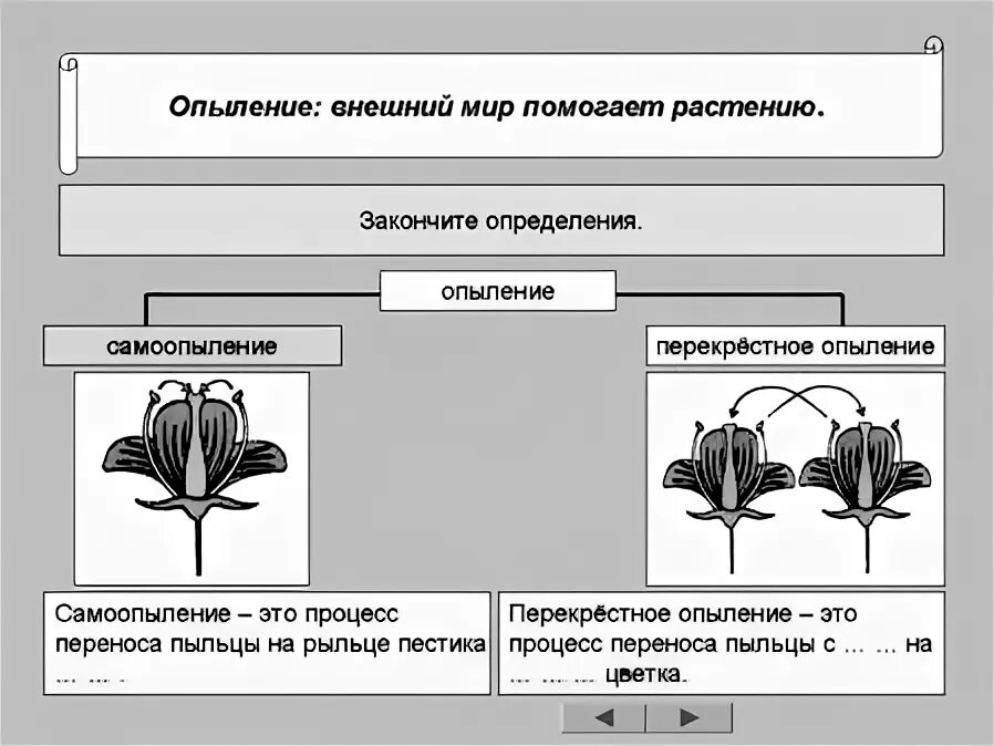 Установите соответствие между способом опыления и растением. Таблица опыление растений. перекрестное опыление ветром. схема типы опыления растений. перекрестное опыление растений.