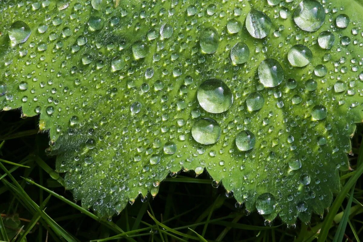 При попадании солнечного света на капли дождя. Капельки дождя. Мокрые листья. Капли дождя на листиках манжетки. Роса на листьях манжетки.