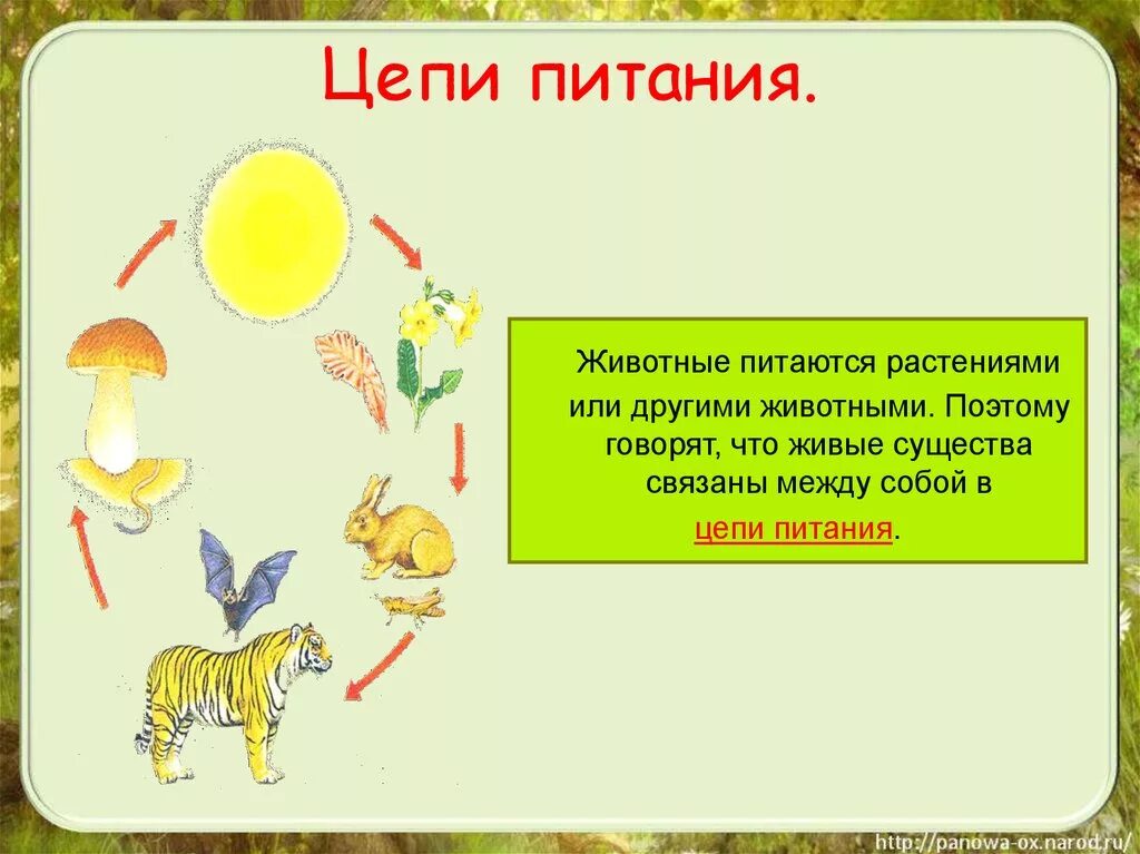 Прочитайте текст все живые существа. Цепи питания. Цепи питания животных. Цепочка питания животных. Животные живые существа.