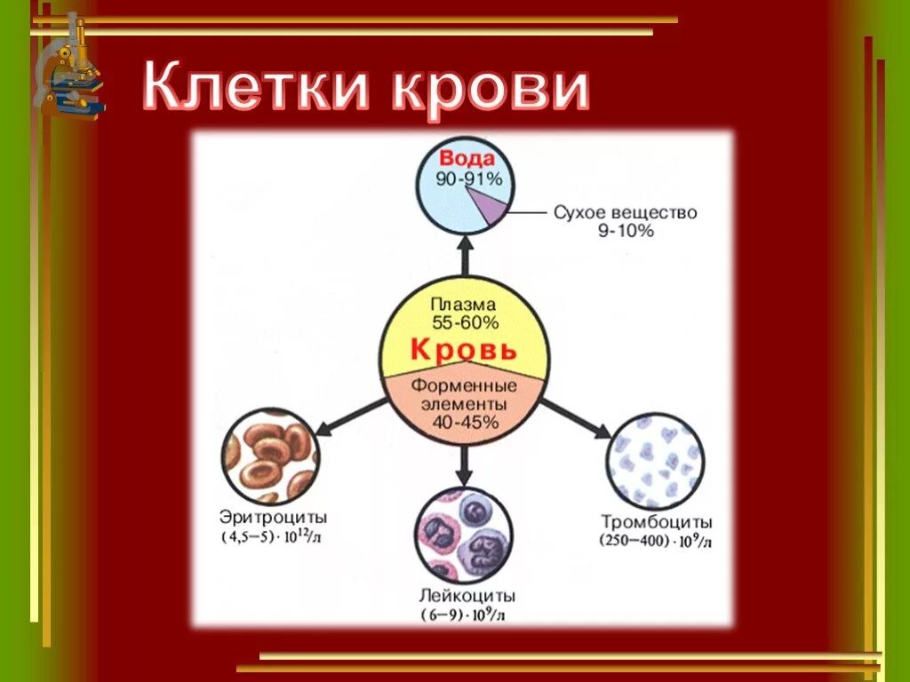 Клетки крови. Строение крови. Строение клетки крови. Строение крови человека.