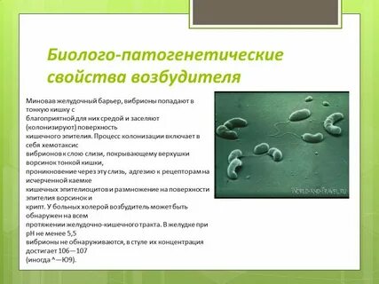 Биологические свойства возбудителей