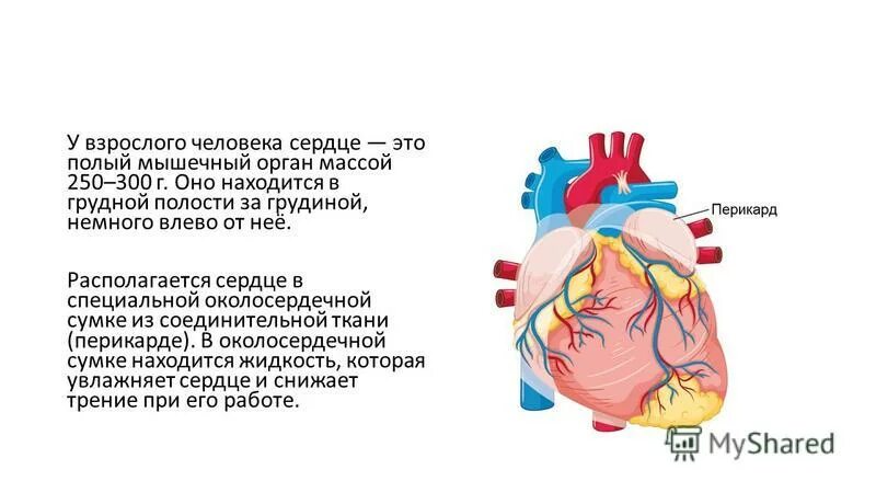 Сердце и кровеносные сосуды. Кровеносная система человека схема сердце. Сердце и кровеносные сосуды. Система которая образует сердце и сосуды. Система которая образует сердце и сосуды.