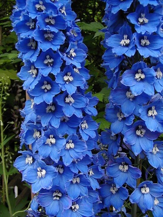 Садовый цветок синий. Дельфиниум Блю Берд. Дельфиниум Гардиан Блю. Дельфиниум Арлекин.