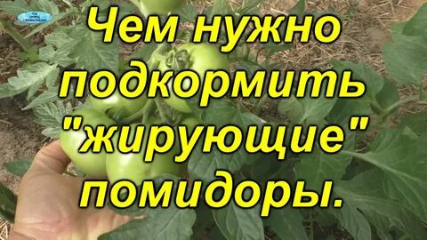 Помидоры жируют что делать