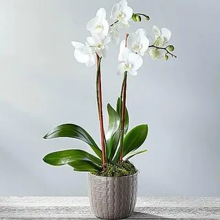 Plants орхидея