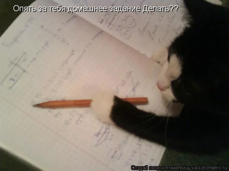 Кот спит на книжках. Котик за уроками. Ручка с котиком. Кот домашнее задание. Котик за уроками.