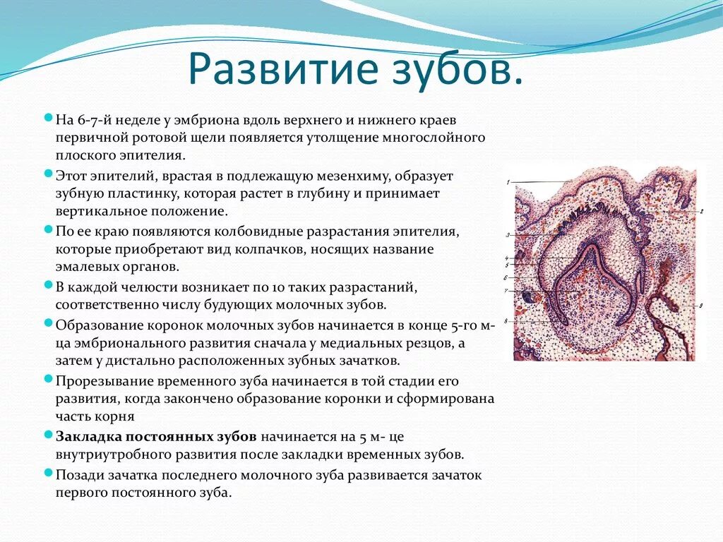 Развитие зуба тест. Периоды развития зачатка зуба. 1 стадия развития зуба гистология.