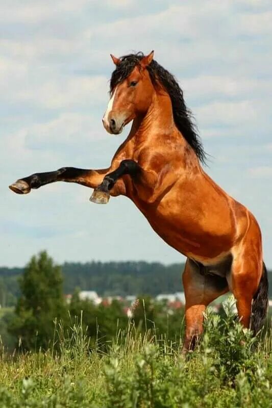 Лошадь на дыбах. Конь красавец. Мустанг лошадь. Лошадь на дыбы.
