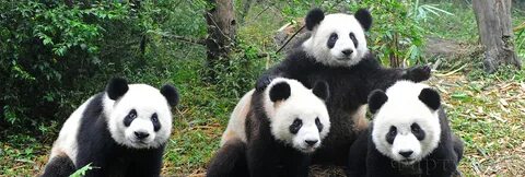 Panda names