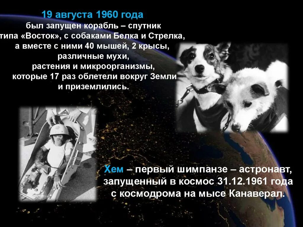 Белка и стрелка 1960. Первые космонавты белка и стрелка. Полет белки и стрелки. 19 августа 1960