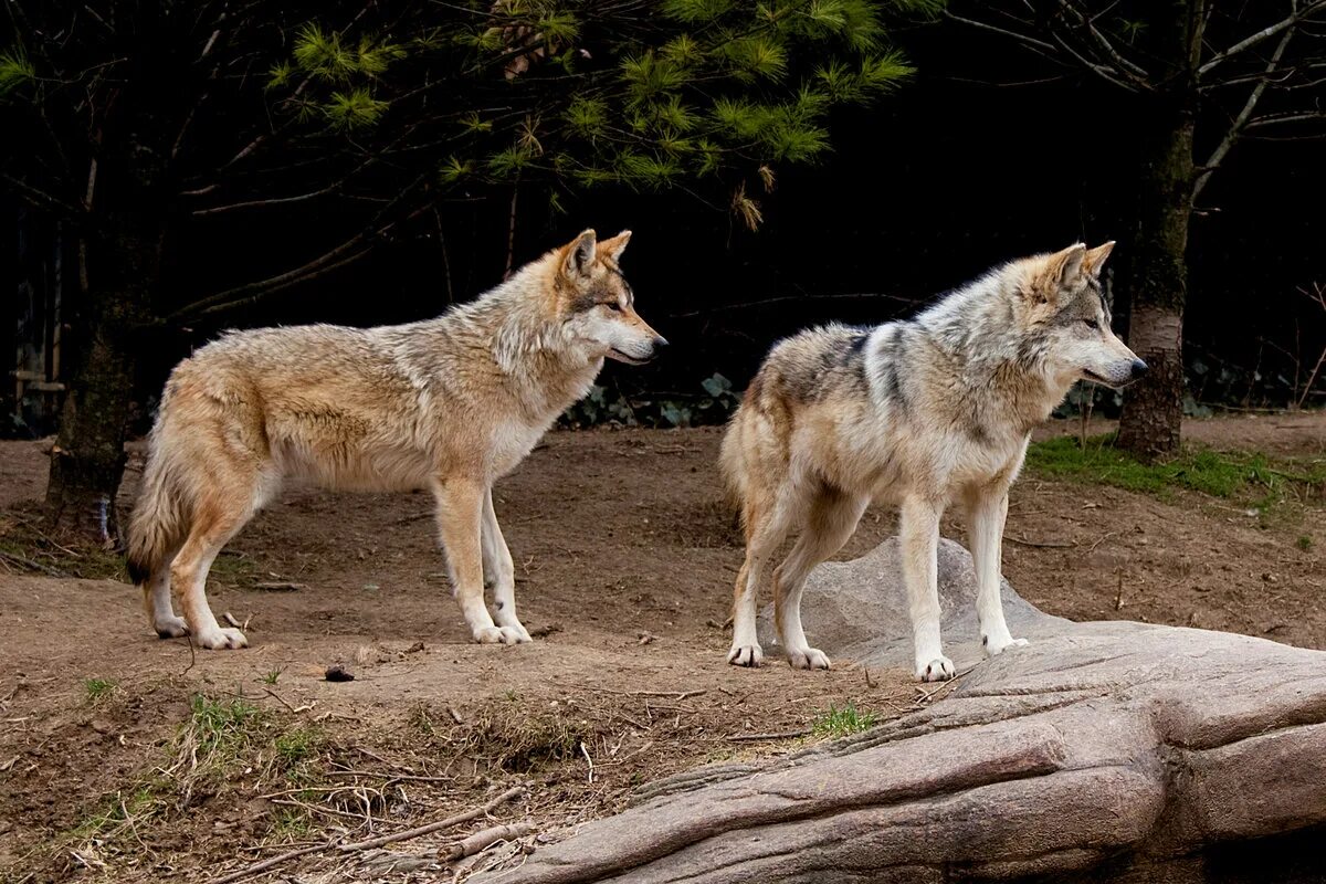 Волк Северной Америки. Мексиканский волк. Мексиканский Лобо. Североамериканский волк.